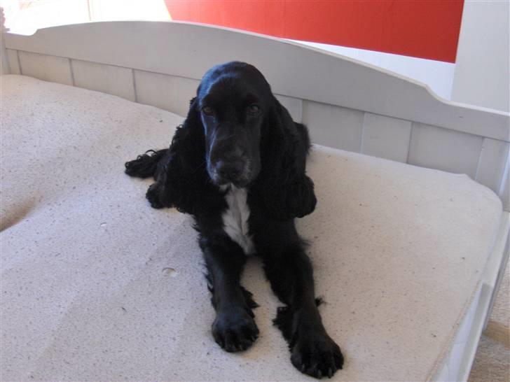 Cocker spaniel Mocca - oktober 2009 billede 2
