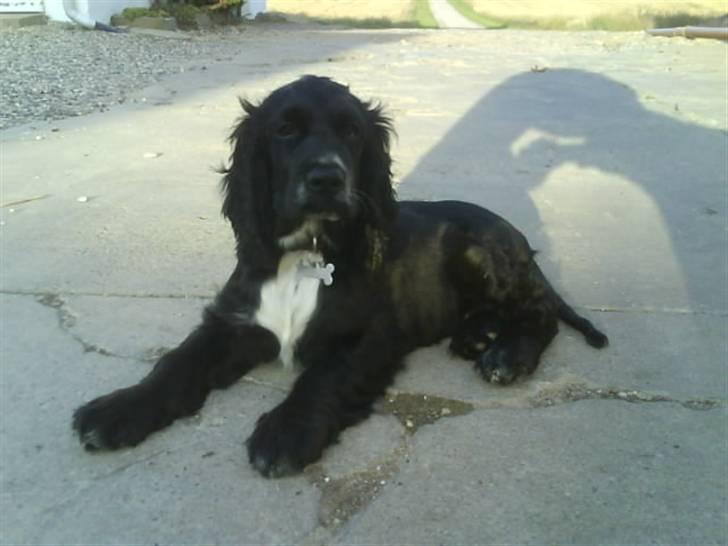 Cocker spaniel Mocca - juli 2008 billede 3