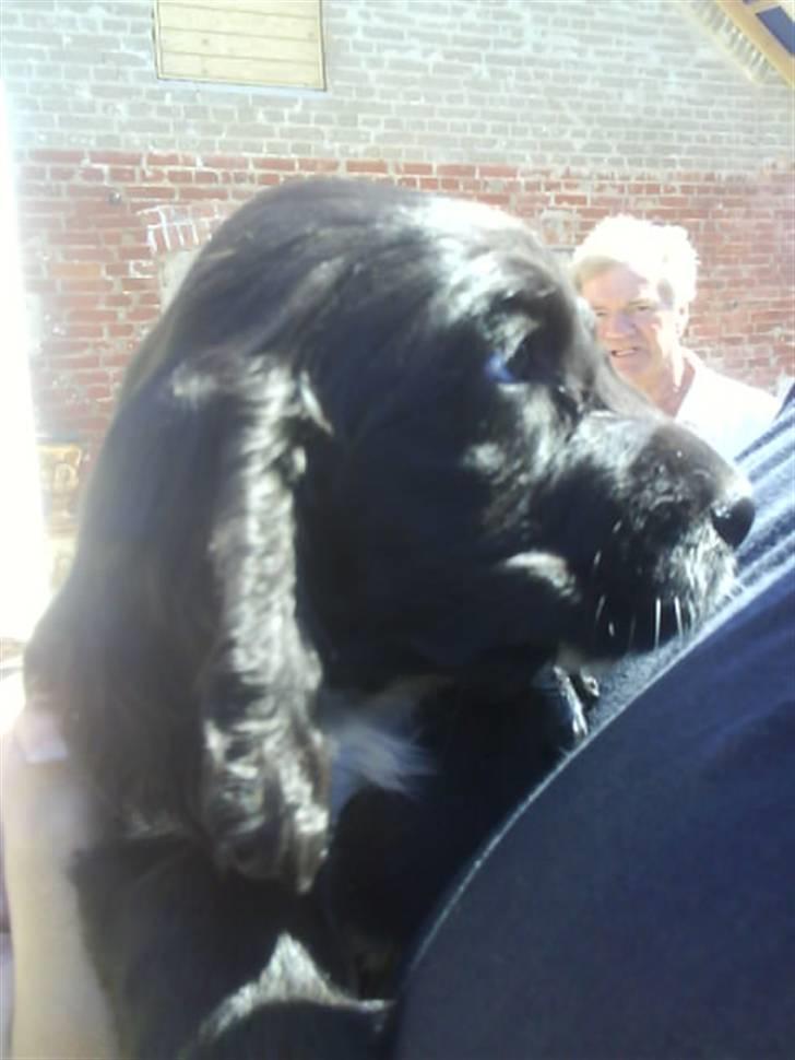 Cocker spaniel Mocca - 6 uger  billede 4