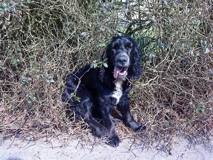Cocker spaniel Mocca - forår 2009 billede 5