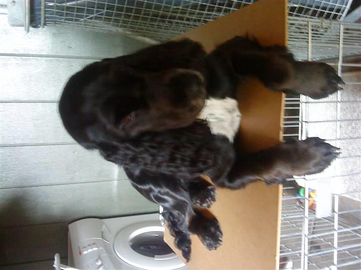 Cocker spaniel Mocca - sommer 2009 billede 6