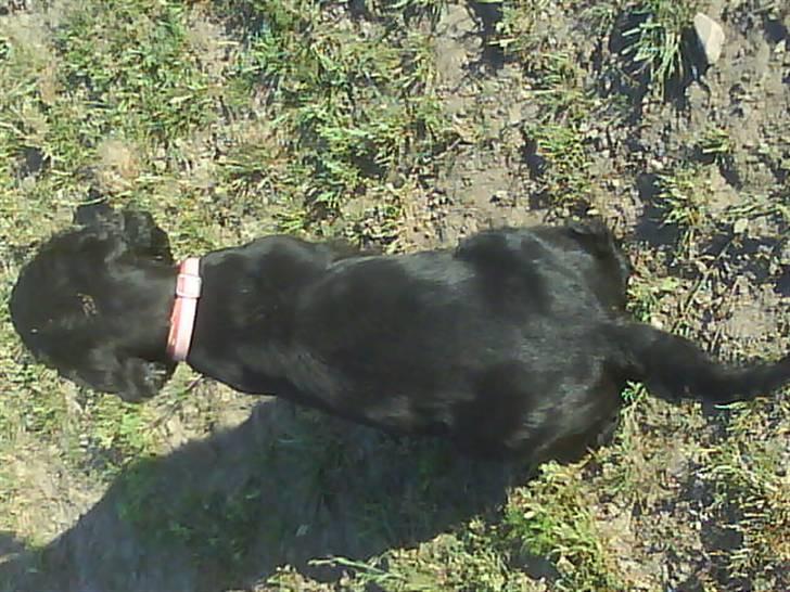 Cocker spaniel Mocca - august 2008 billede 7