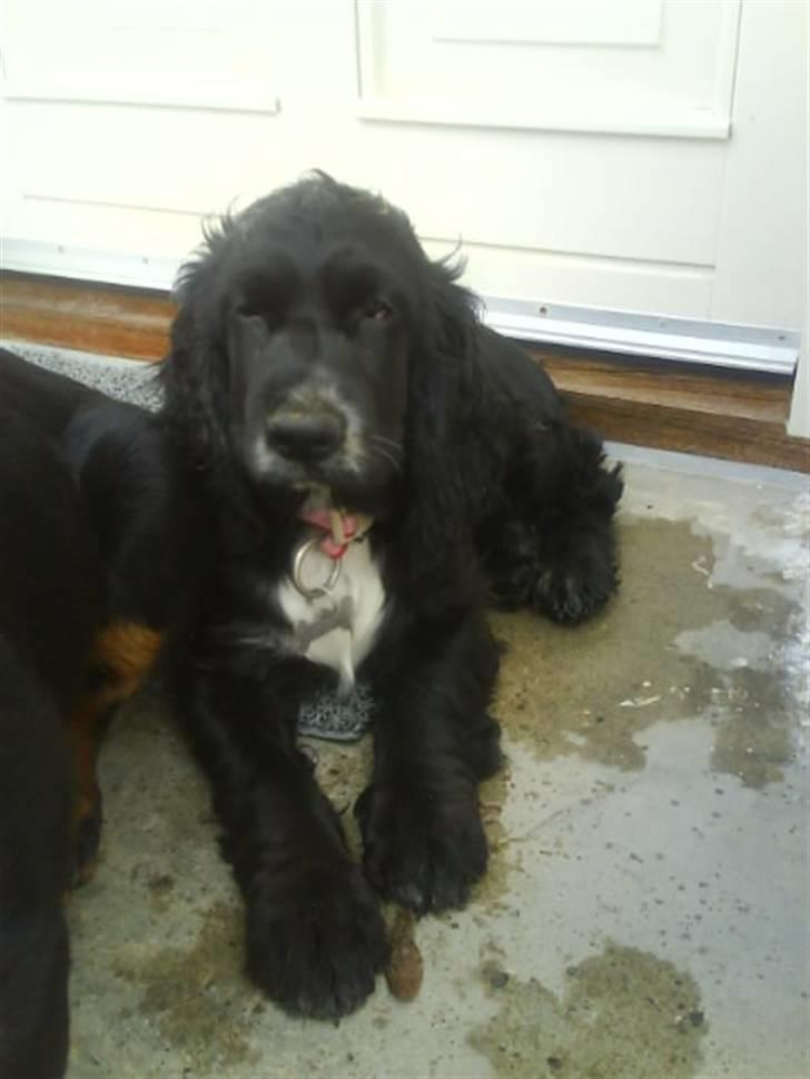 Cocker spaniel Mocca - august 2008 billede 8