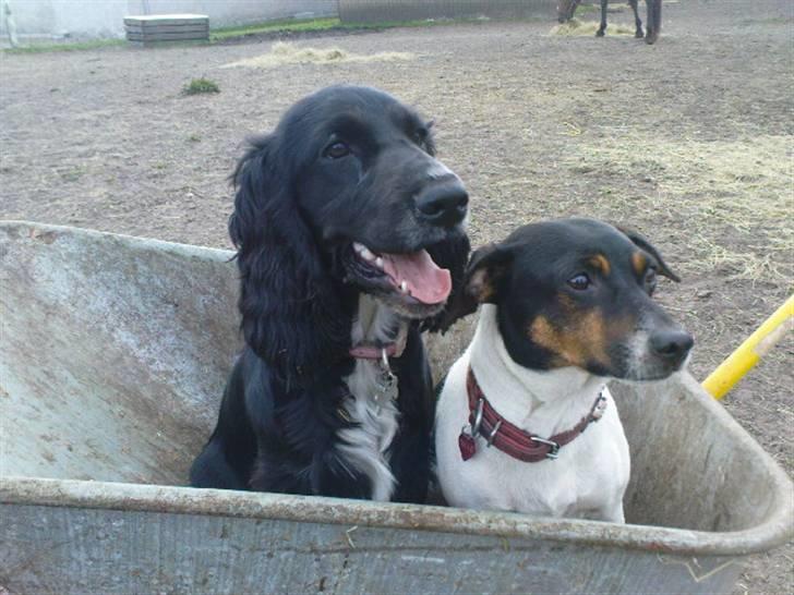 Cocker spaniel Mocca - vinter 08/09 billede 9