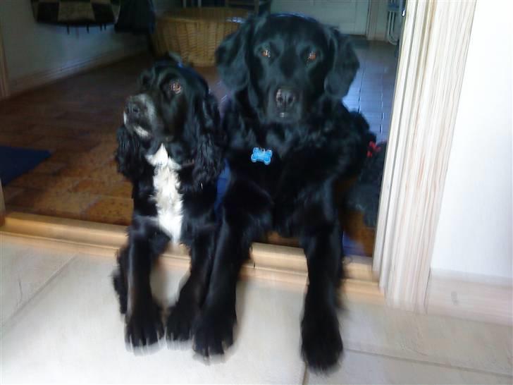 Cocker spaniel Mocca - forår 2009 billede 10