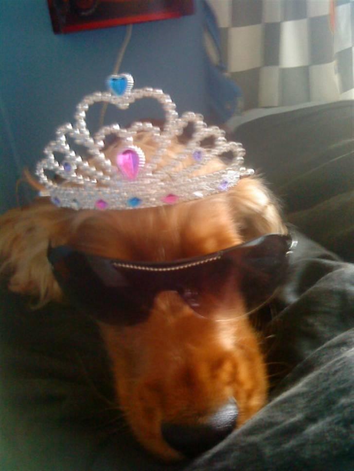 Cocker spaniel buster billede 17