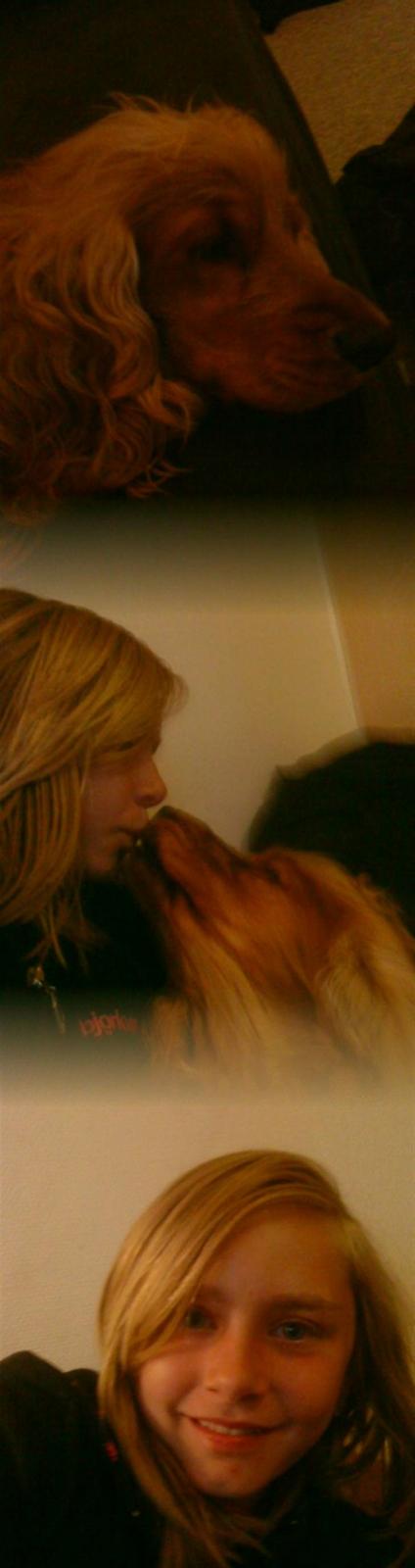 Cocker spaniel buster billede 18