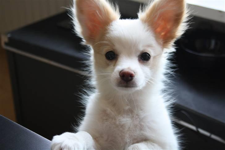 Blanding af racer Oscar - Jeg er så smuk :-D  billede 9