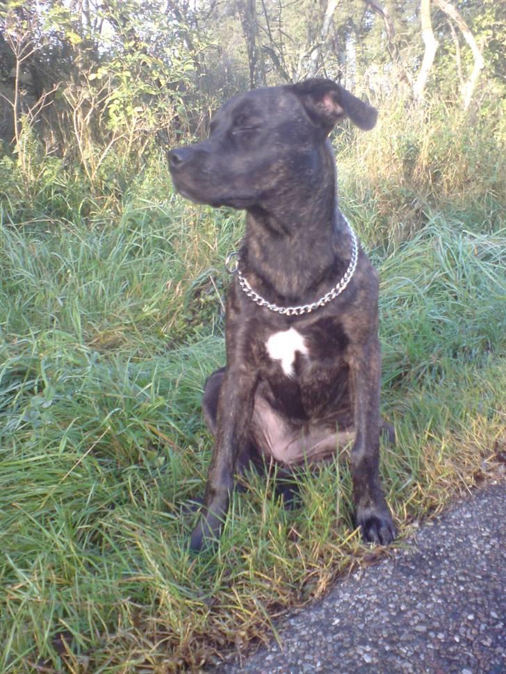 Blanding af racer Freja billede 2