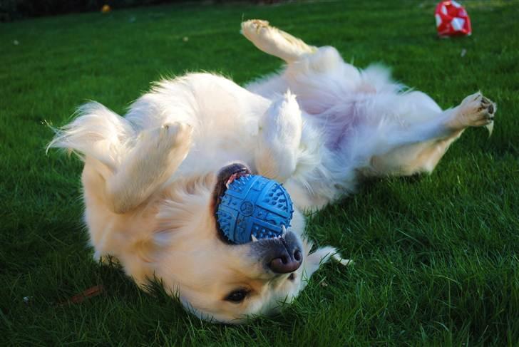 Golden retriever "your baby sunshine"Freja - Er hun ikke bare smuk ? ! <3 foto : Mig billede 1