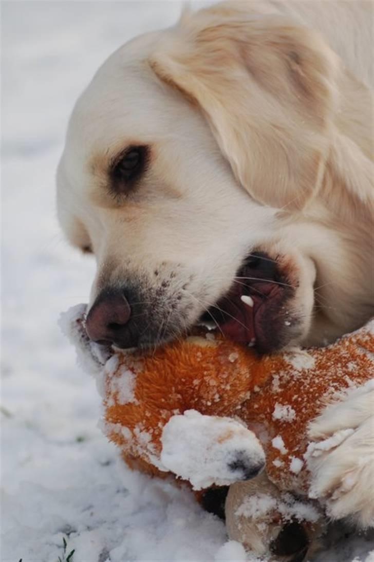 Golden retriever "your baby sunshine"Freja - Foto : mig billede 2