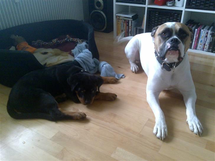 Rottweiler King *Solgt* :( - Det er mig og min nye ven Charlos han er meget stor ved siden af mig :) billede 12