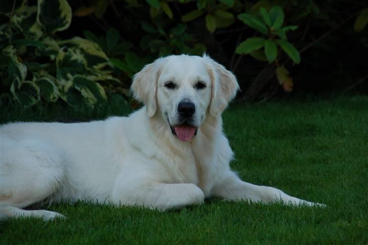 Golden retriever "your baby sunshine"Freja - foto : charlotte (mor) billede 3