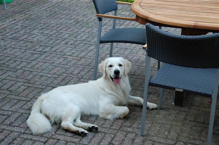 Golden retriever "your baby sunshine"Freja - ligger under vores havebord i haven lige foran vores hus :D foto : mig billede 4