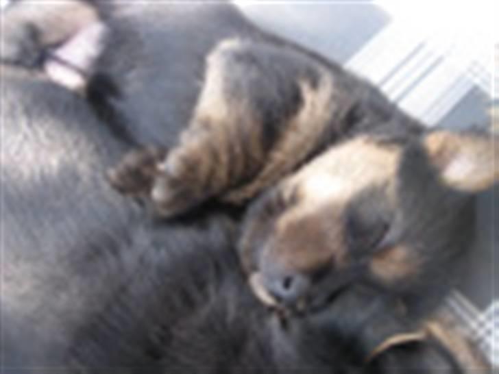 Norwich terrier My billede 1