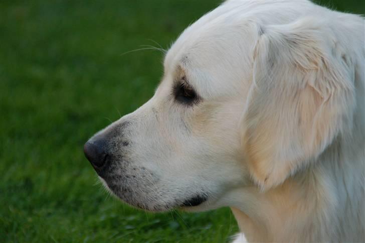 Golden retriever "your baby sunshine"Freja - foto : mig billede 5