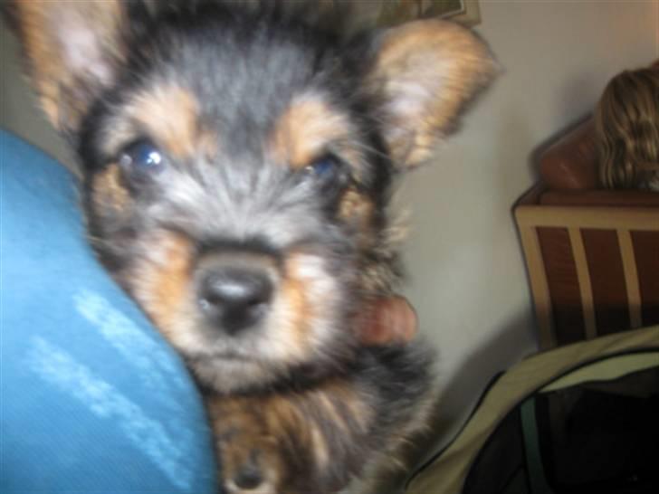 Norwich terrier My billede 2