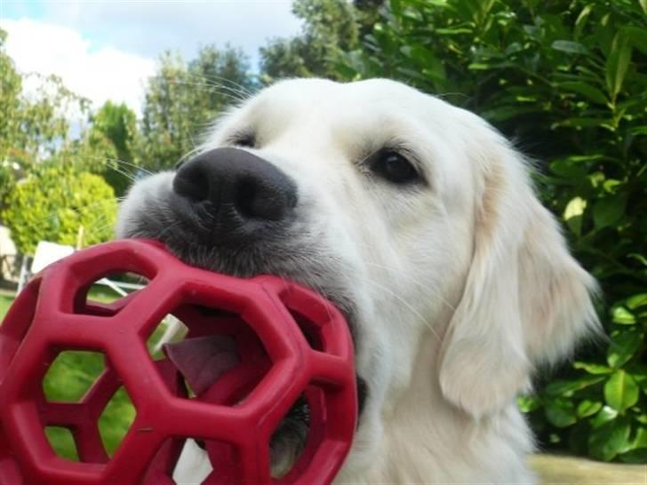 Golden retriever "your baby sunshine"Freja - "jeg vil SÅ gerne spille mere boldt mille! " foto : mig billede 6