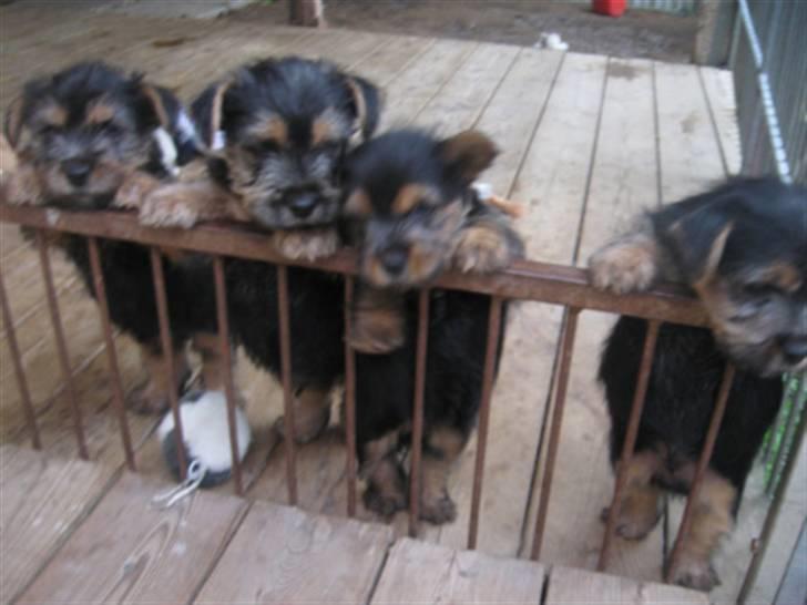 Norwich terrier My - Mig og mine 3 søskende billede 3
