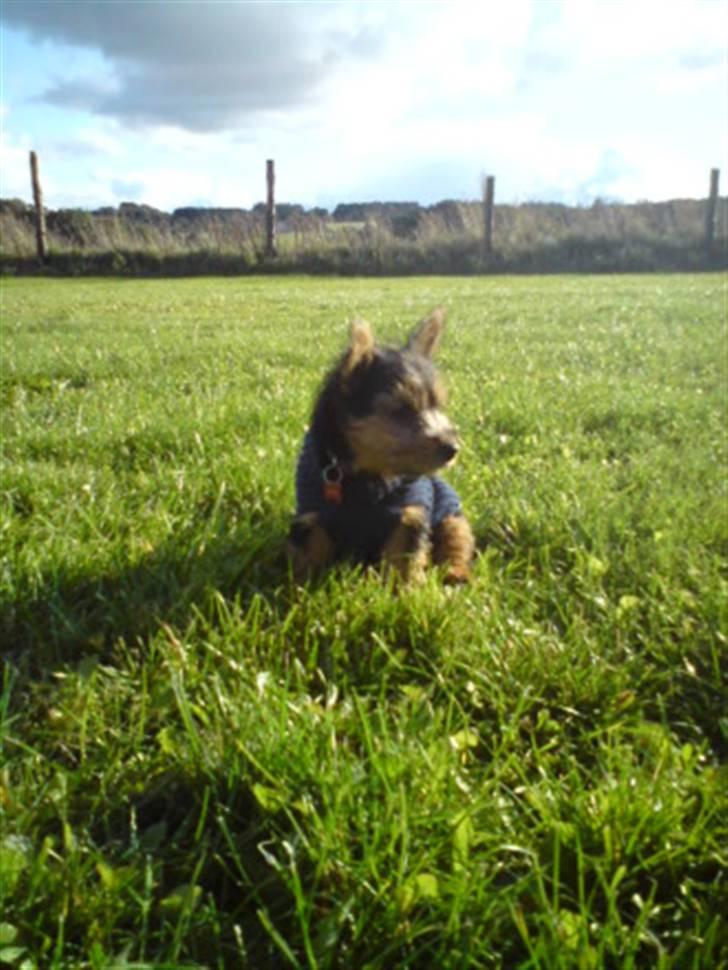 Norwich terrier My - jeg sidder lige og får det store overblik. billede 4
