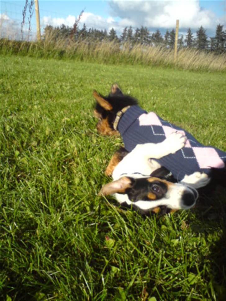 Norwich terrier My - jeg er ved at banke en jack russelhvalp til hvalpetræning. bemærk min fine uldne sweather, det er altså koldt at være ude til træning i flere timer. så mor måtte bøje sig og købe en til mig. billede 5