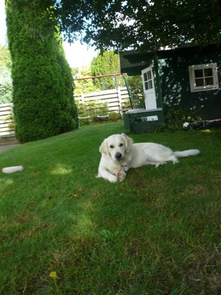 Golden retriever "your baby sunshine"Freja - freja skatten ligger i haven og hygger <3 foto : lillesøs (caroline) billede 7