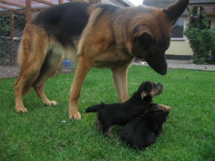 Norwich terrier My - Mig og min bror leger med Gaya billede 6