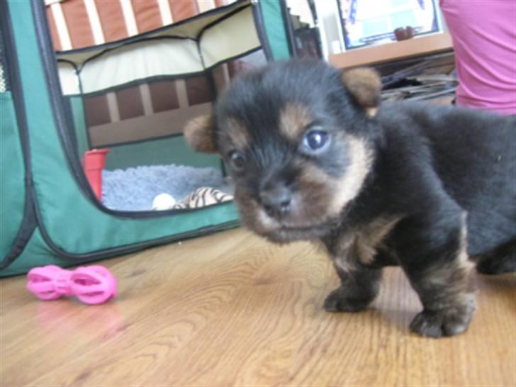 Norwich terrier My - Jeg kan gå billede 7