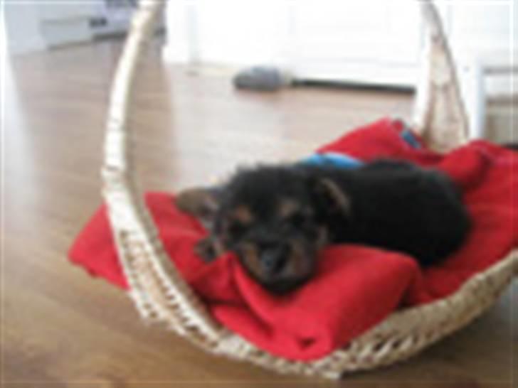 Norwich terrier My - Prinsessen på ærten billede 8