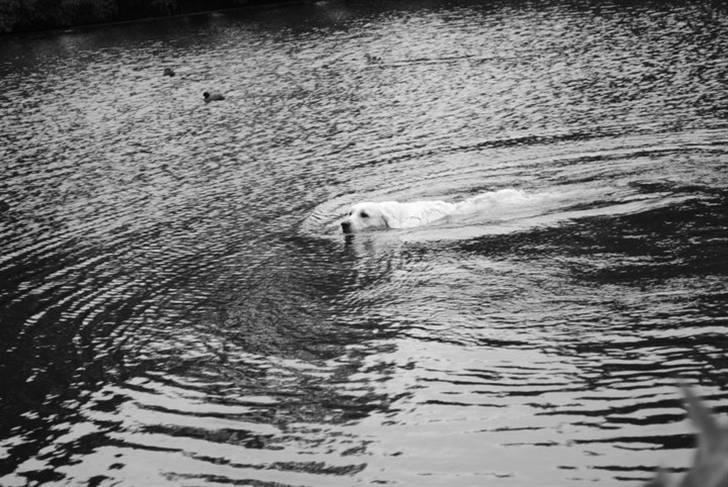 Golden retriever "your baby sunshine"Freja - foto : mig (havde det lile kamra med) undskyl kvaliteten :) billede 8