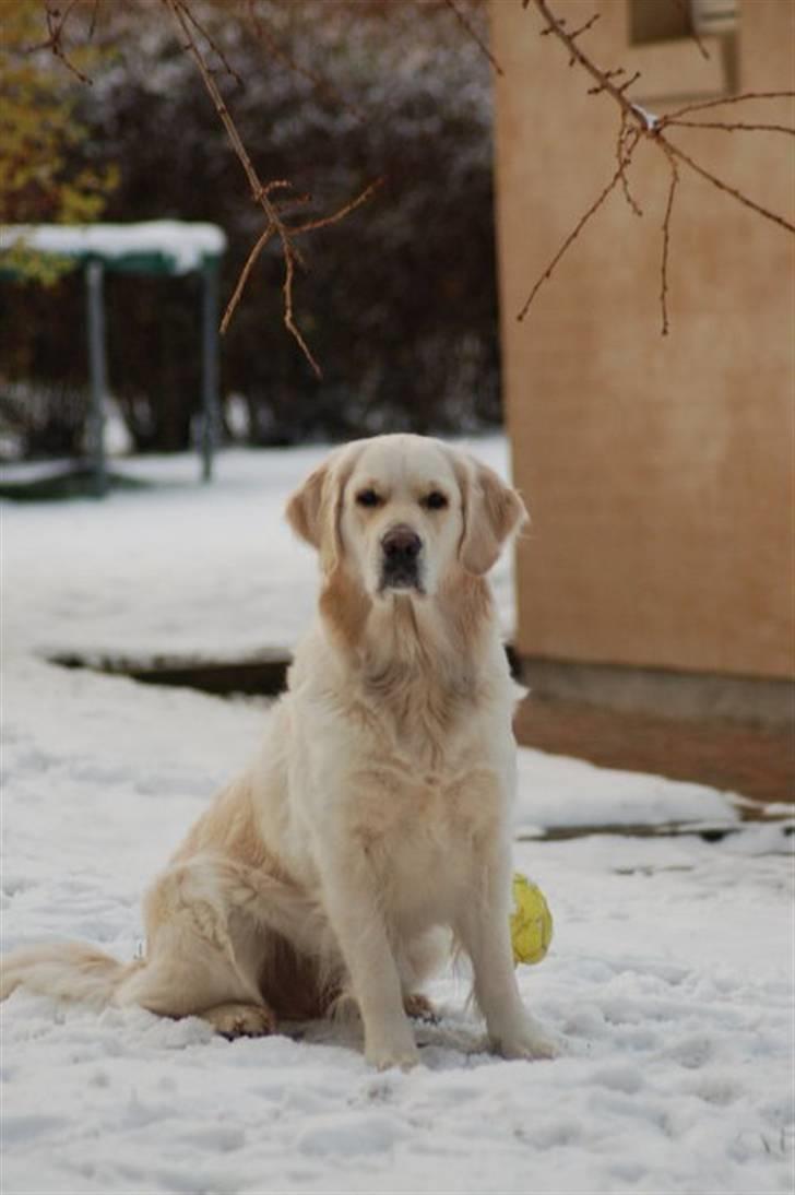 Golden retriever "your baby sunshine"Freja - #nyt# foto : lillesøs billede 9