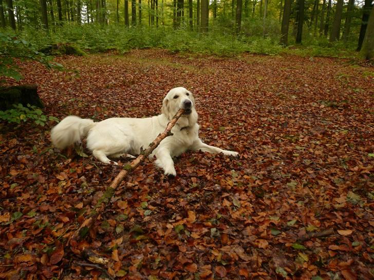 Golden retriever "your baby sunshine"Freja - #NYT# freja i skoven foto : mig :) billede 10