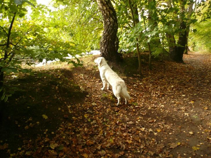 Golden retriever "your baby sunshine"Freja billede 11