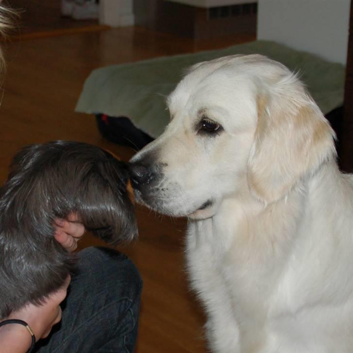 Golden retriever "your baby sunshine"Freja - Freja "Leger" med blomst (1 af vores marsvin) foto : mor  billede 12