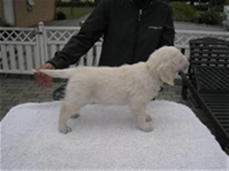 Golden retriever "your baby sunshine"Freja - Freja som hvalp <3 foto : frejas tidliger ejer :D billede 13