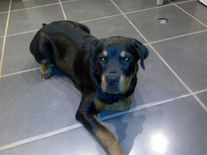 Rottweiler Bailey - Nu er jeg blevet 20 uger og stadig sød og smuk ;- ) billede 15