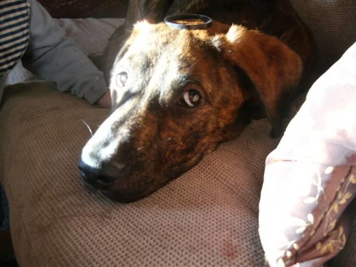 Blanding af racer Bailey. R.I.P. <3 - "Skal du absolut tage billeder af mig når jeg ligger og sover?" :) billede 14