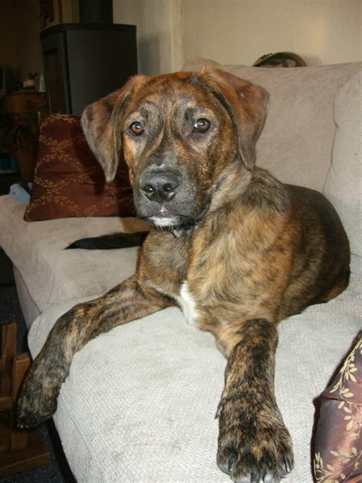 Blanding af racer Bailey. R.I.P. <3 - Min smukke hund :) Bailey 5 mdr.  billede 15