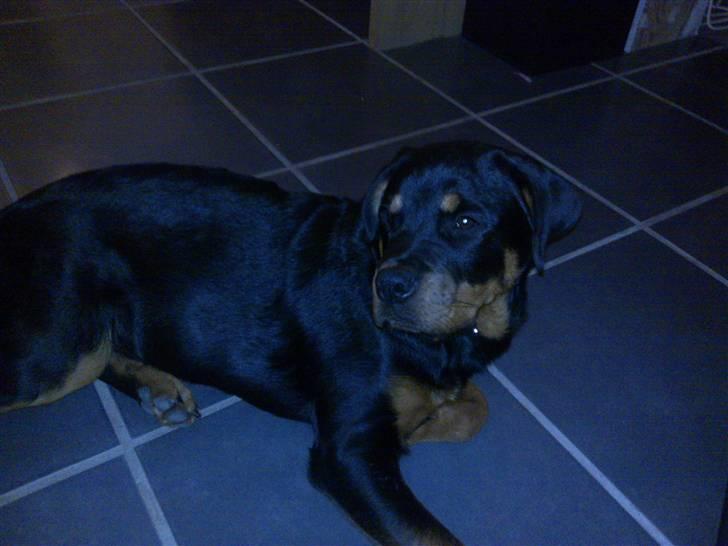 Rottweiler Bailey - Det er hårdt at være hund................... billede 16