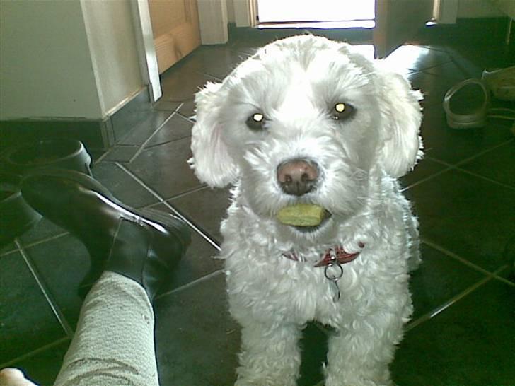 Blanding af racer  Zenta :) (Pøtte) ;P - Nuurh, lille hund :)  billede 1