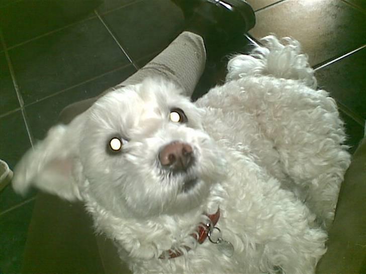 Blanding af racer  Zenta :) (Pøtte) ;P - man blir´ kaldt flapøre ;P  billede 2