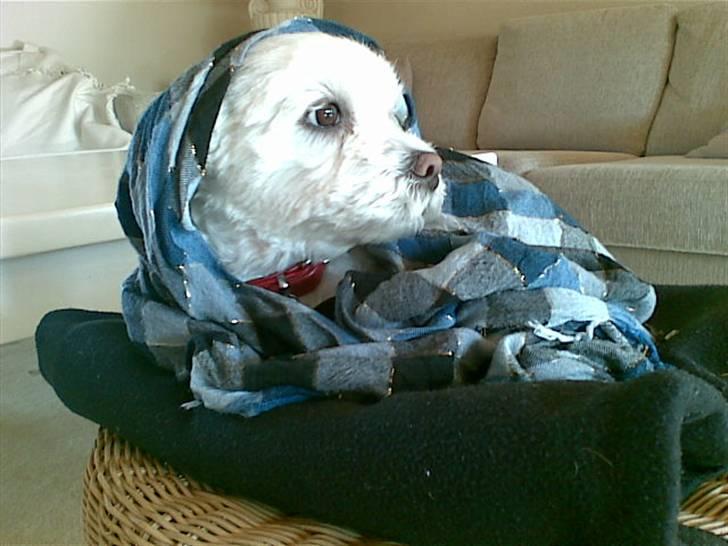 Blanding af racer  Zenta :) (Pøtte) ;P - I´m the Queen ! <3  billede 3