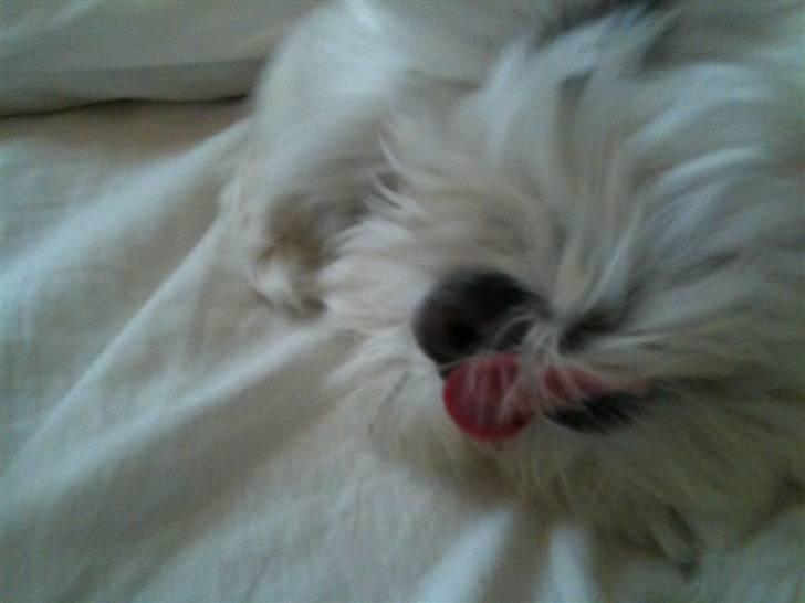 Blanding af racer  Zenta :) (Pøtte) ;P - Tuuunge ;P billede 4