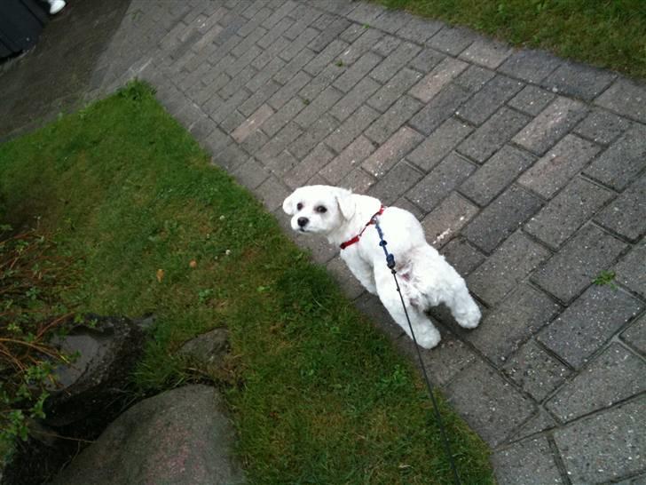 Blanding af racer  Zenta :) (Pøtte) ;P - haalløjs, der kom du jo Kathrine ;P  billede 5