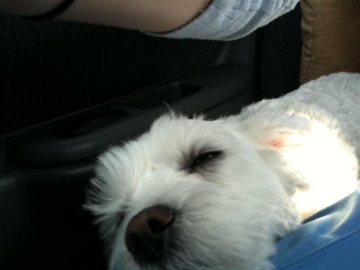 Blanding af racer  Zenta :) (Pøtte) ;P - ihhh er så træt :)  billede 6