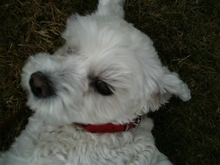 Blanding af racer  Zenta :) (Pøtte) ;P - hejsa? <! <3  billede 7