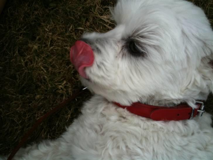 Blanding af racer  Zenta :) (Pøtte) ;P - Godt billed ! <3 billede 8