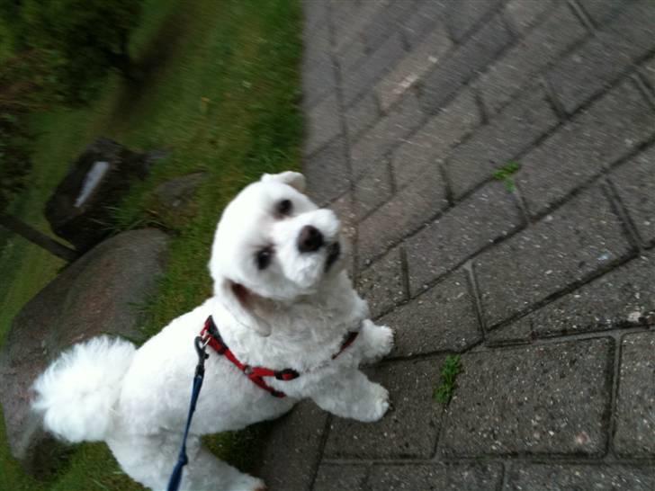 Blanding af racer  Zenta :) (Pøtte) ;P - haaløøj! <3 billede 9