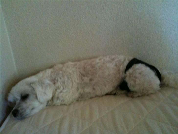 Blanding af racer  Zenta :) (Pøtte) ;P - HEjsa nu skal man have ble på? er jo voksen altså´`?! billede 10