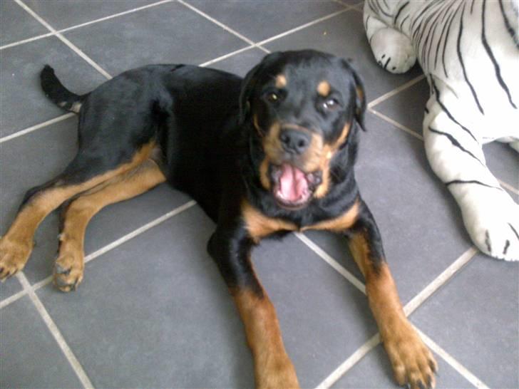 Rottweiler Bailey - Gaab billede 17